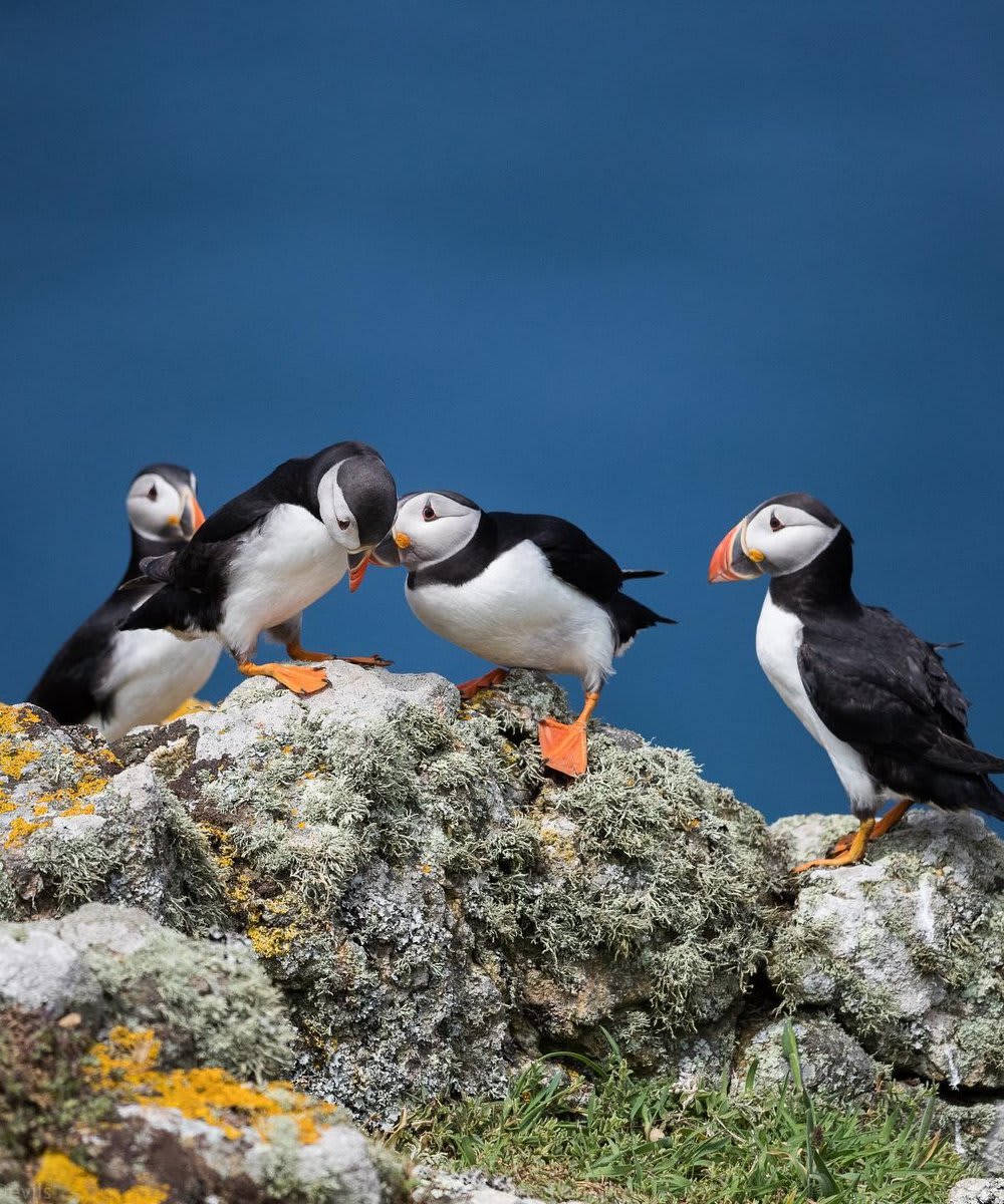 Puffins gather in colonies during spring and summer to breed, usually mating with the same partner as in previous years. EarthCapture by Ali Abdulraheem via Instagram