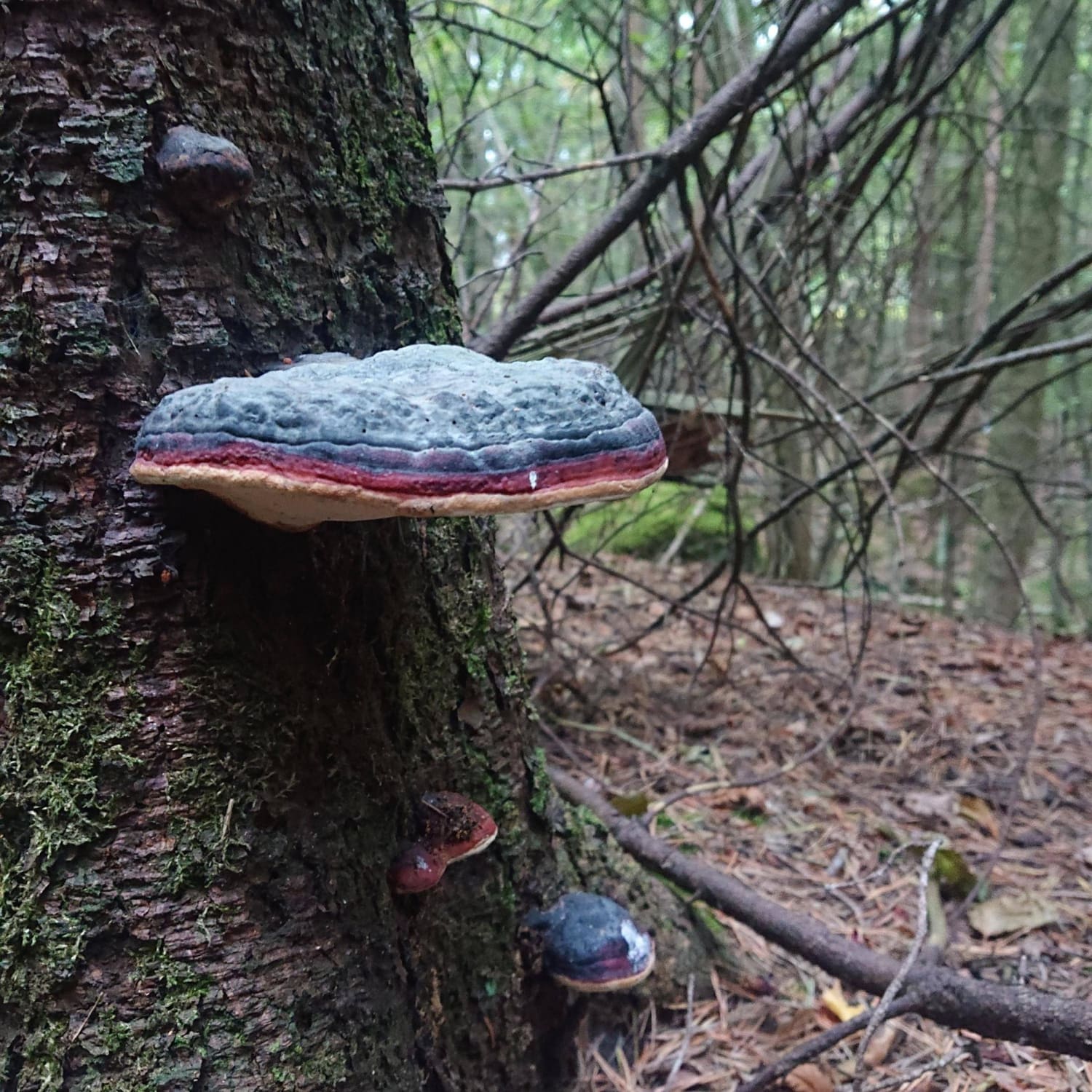 This mushroom has a great paint job