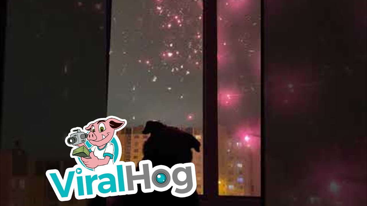 Fireworks Display Fascinates Doggy || ViralHog