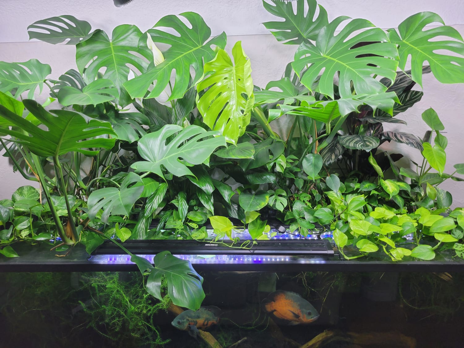 Growing tropical plants out of an aquarium is like using cheat codes for rapid growth. The oscars swimming around are 10" long.