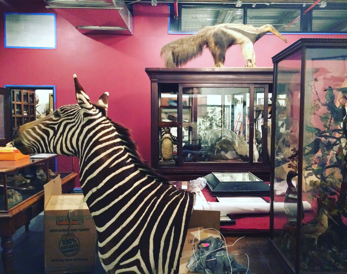 Tonight:opening party for Taxidermy: Art, Science & Immortality, seen here in install stage