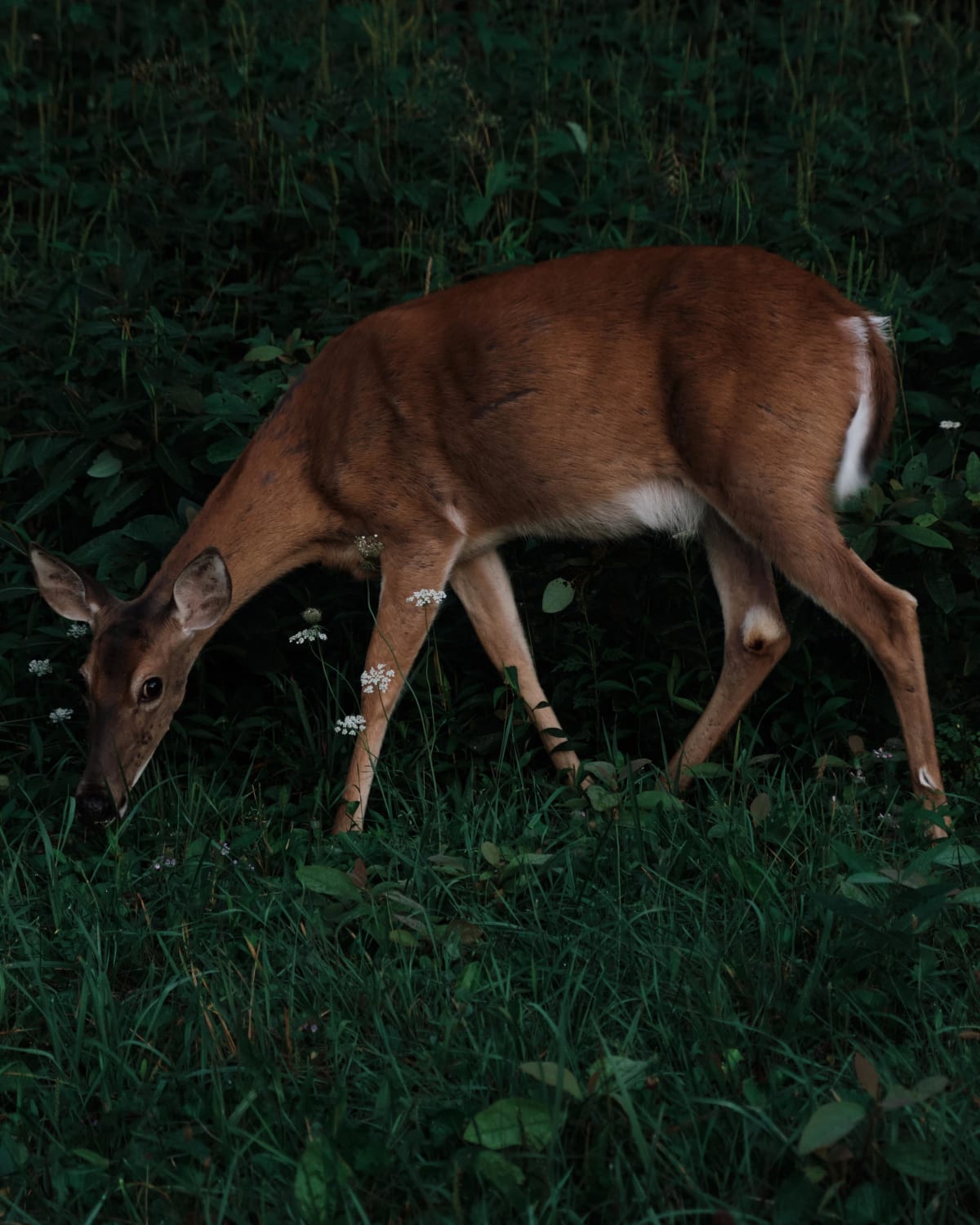 Close Encounter with a white tailed deer. Skyline Drive, Shenandoah National Park, VA