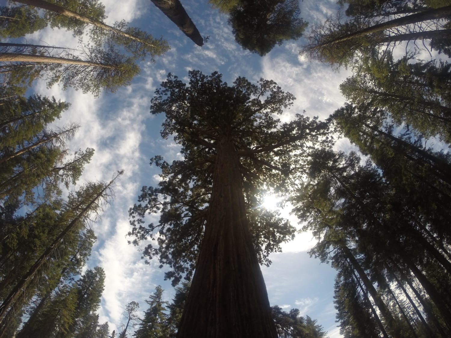 Looking up at a Sequoia, Yosemite National Park.