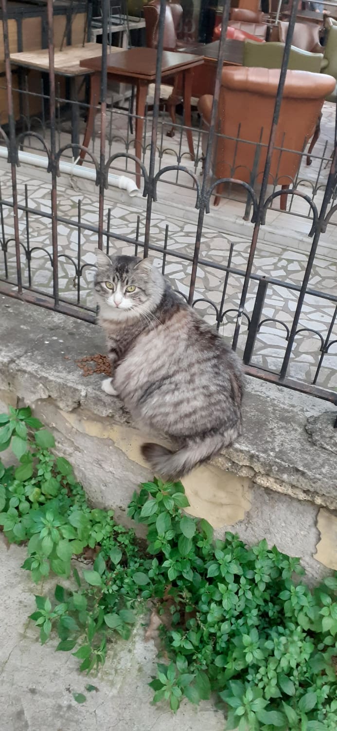 In İstanbul, even stray cats are THICC
