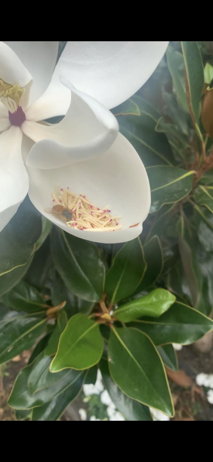 Found this bee rolling around in my magnolia flower collecting pollen