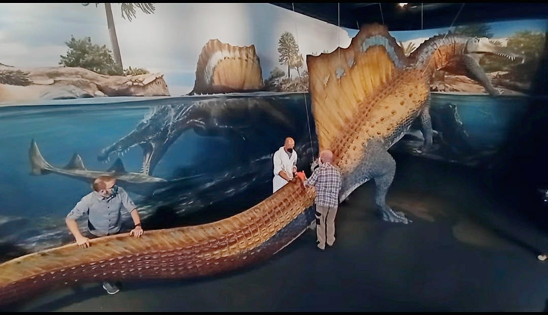 A life-sized reconstruction of a Spinosaurus ( this one here was a young adult and about 36 feet long). Just imagine how big a 50-foot monster would be
