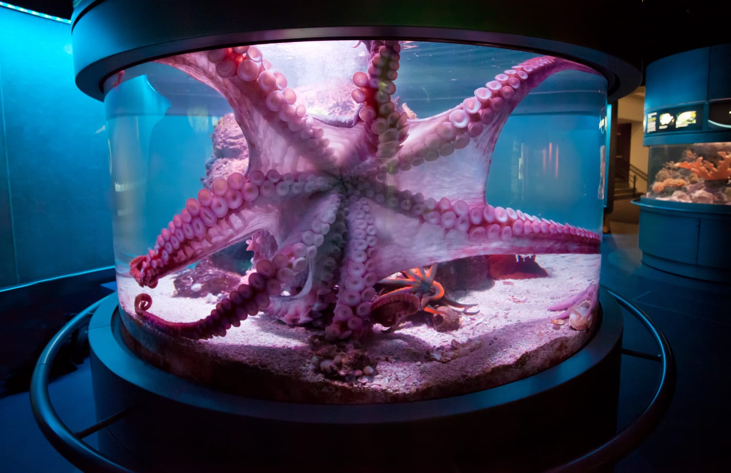 Not all individual octopuses are the same. Scientists have documented different individual preferences among giant Pacific octopuses and others. Octopus are very intelligent and can learn to open jars, solve puzzles and interact with caretakers. [Largest on record was 600 pounds and 30 feet across.]