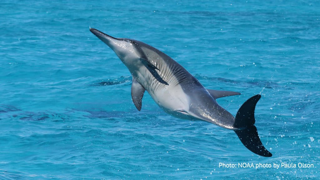 Oh to be a spinner dolphin doing acrobatic twists above the water's surface on this Monday. Scientists think the dolphin does spinning leaps for a range of reasons: to rid itself of clinging parasites, to signal something, to enhance a courtship display…or just for fun!