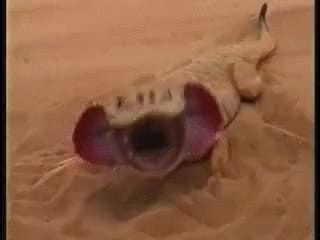 Found something strange in Sand