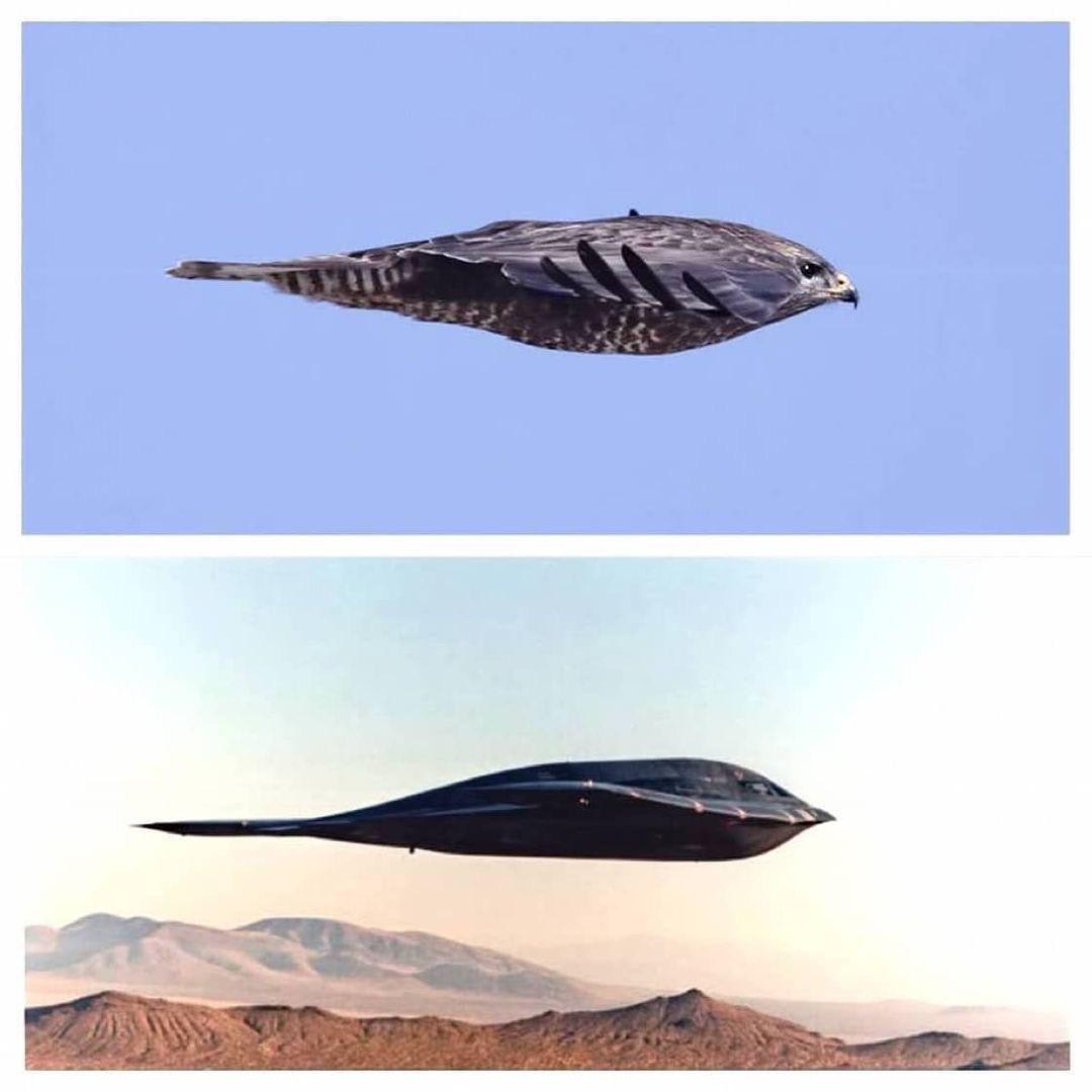 the disguise secret planes as “birds”...