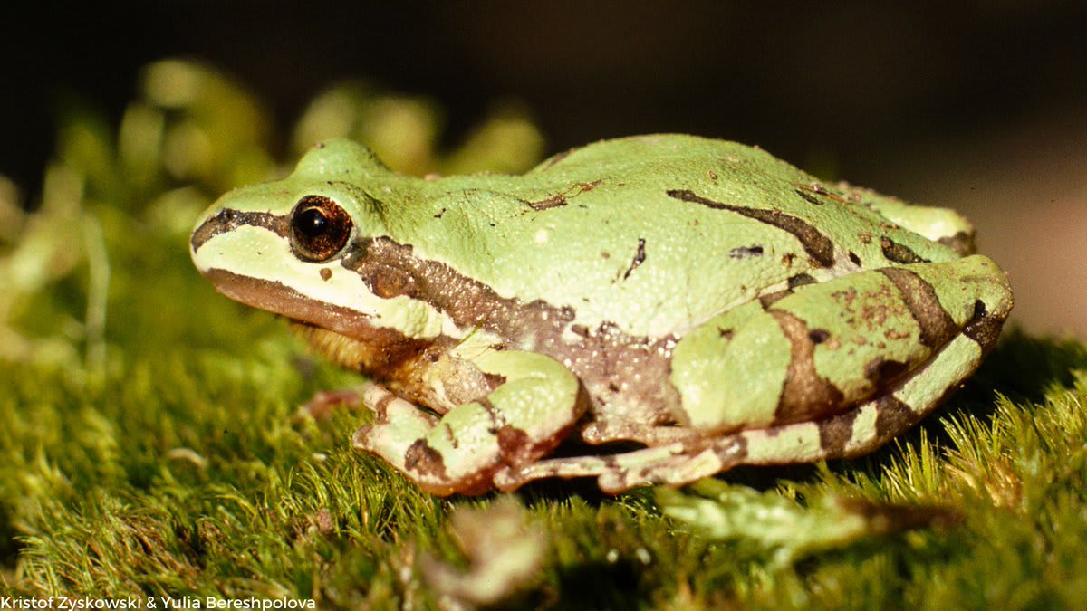 Happy stpatricksday ☘️ Feeling lucky? Arizona tree frogs, also known as the mountain frog, are green but can also be gold in color. They are known for their climbing ability, being found as high as 75 feet, likely eating insects.  Learn more