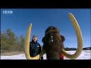 Evolution of the woolly mammoth - BBC science