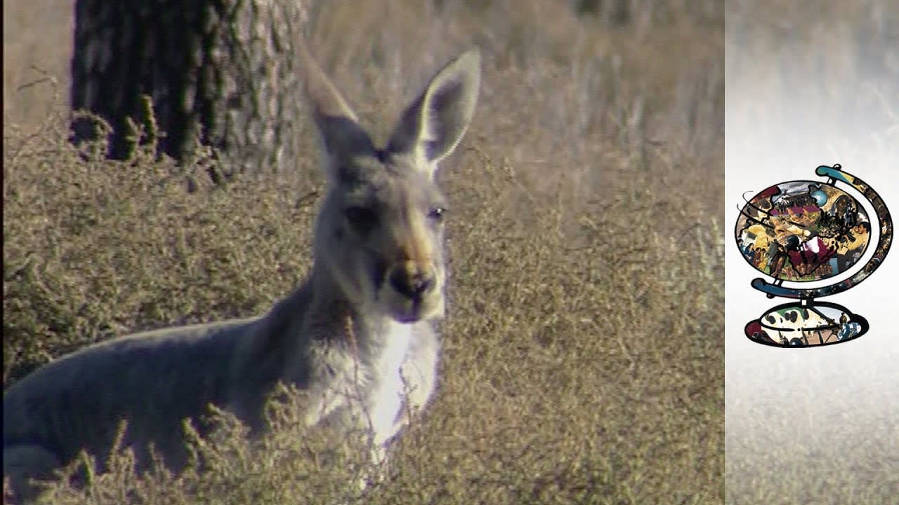 Dealing with Millions of Starving Kangaroos (2003)