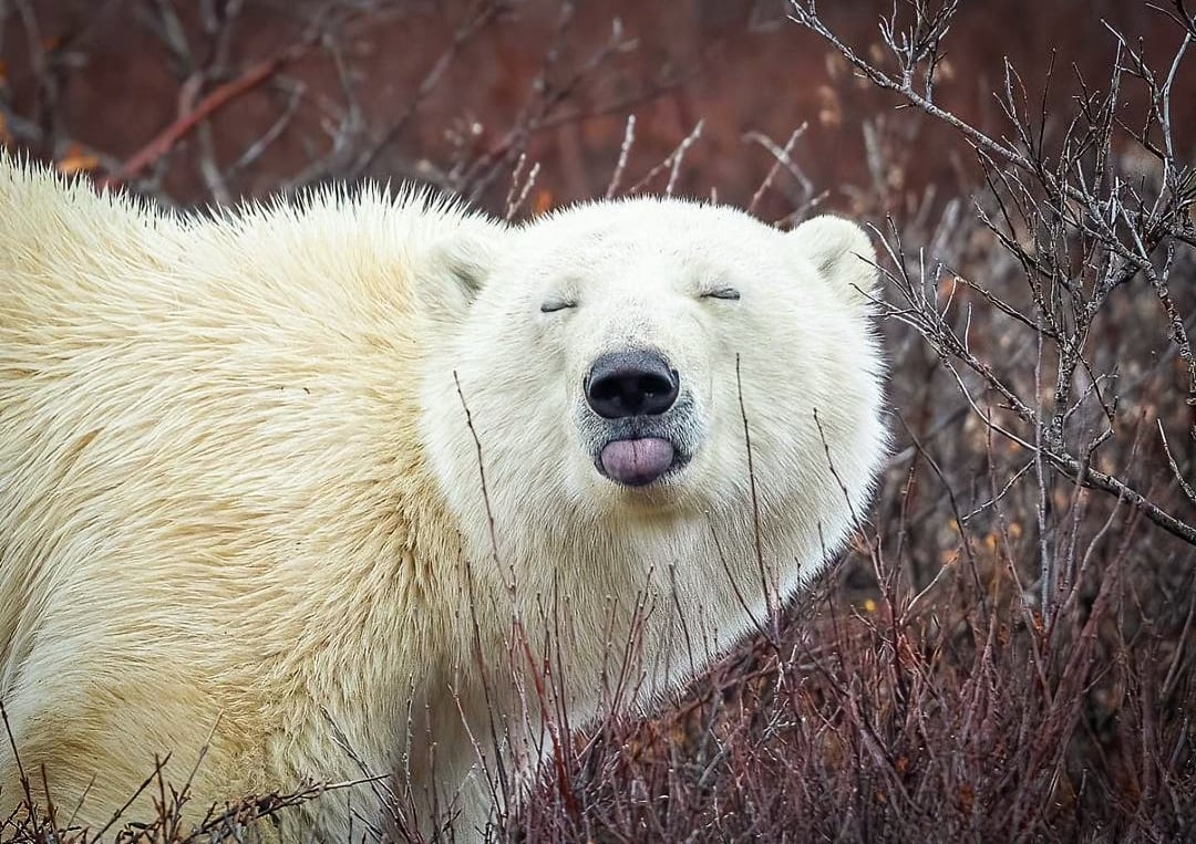 Polar Bears are born with Pink Tongues, which after a few months turn a darker Blue/Black color. (Photo Credit: Rick Little - Instagram)