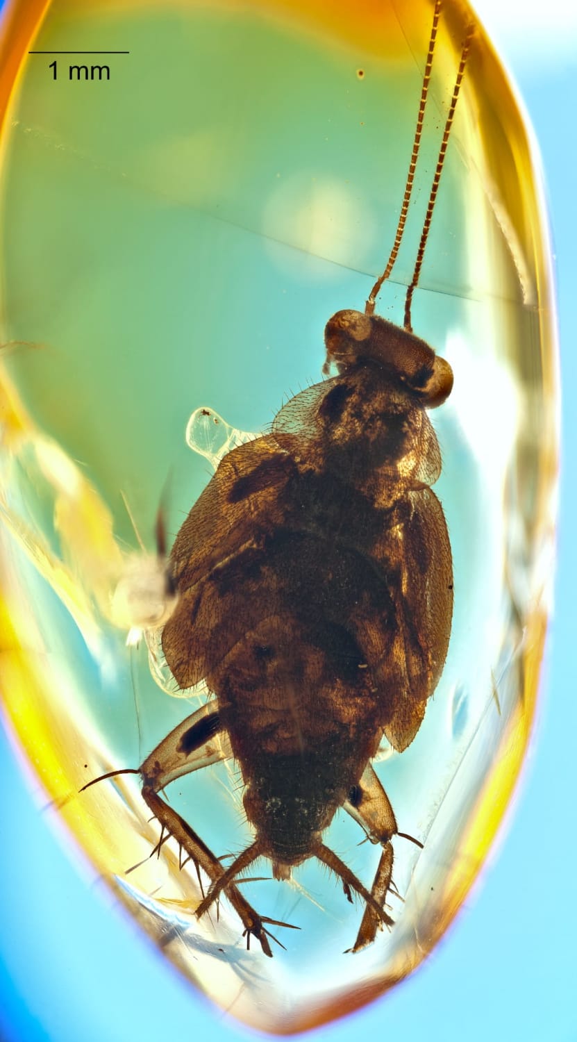 A Sub-Adult roach in Burmese amber.