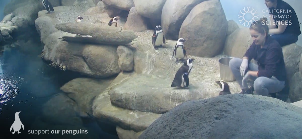Need some company? We strongly recommend an entire colony of waddling, splashing African penguins. Get cozy with ours anytime via live webcam (https://t.co/h3FYqhx1l8), our free Pocket Penguin app (https://t.co/AHnhEmrfOo), or Apple TV (https://t.co/lDn1JL8hH2)! ❤️