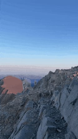 Higoats GIF by bsurfn2day