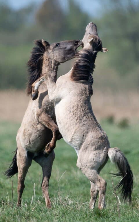 Two Konik ponies fighting over a harem