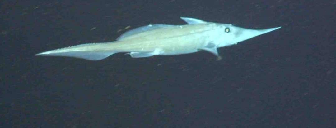 A picture I took of a long nosed chimera observed in the Gulf of Mexico at an unknown depth.