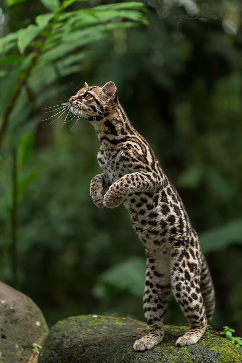 Margays are a wild cat found in South America. They can spend their entire lives in the trees, and are one of only two cat species whose ankles let them climb head-first down a tree. Their population is declining so we can have more beef.