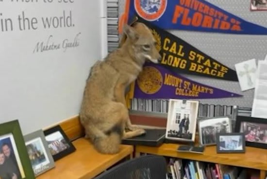 Coyote wanders into Los Angeles classroom