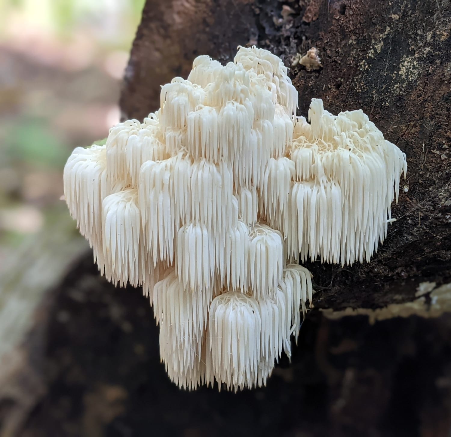 I found this Lion's Mane fungus on a hike today in central Massachusetts