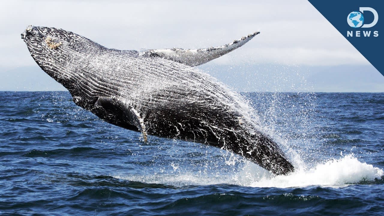 Whales Get Sunburned, Too
