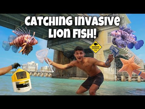 Catching INVASIVE LION FISH For My SALTWATER POND!!