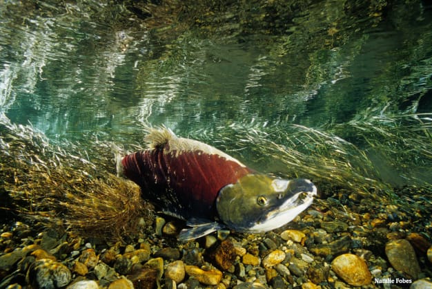Salmon are swimming toward extinction Nov. 20th marks the 30-year anniversary of Snake River sockeye salmon being listed as endangered on the Endangered Species List. Join us on Nov. 20th for a vigil to remember these iconic species!