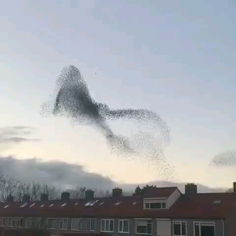 This murmuration of birds is like nature's fireworks display.