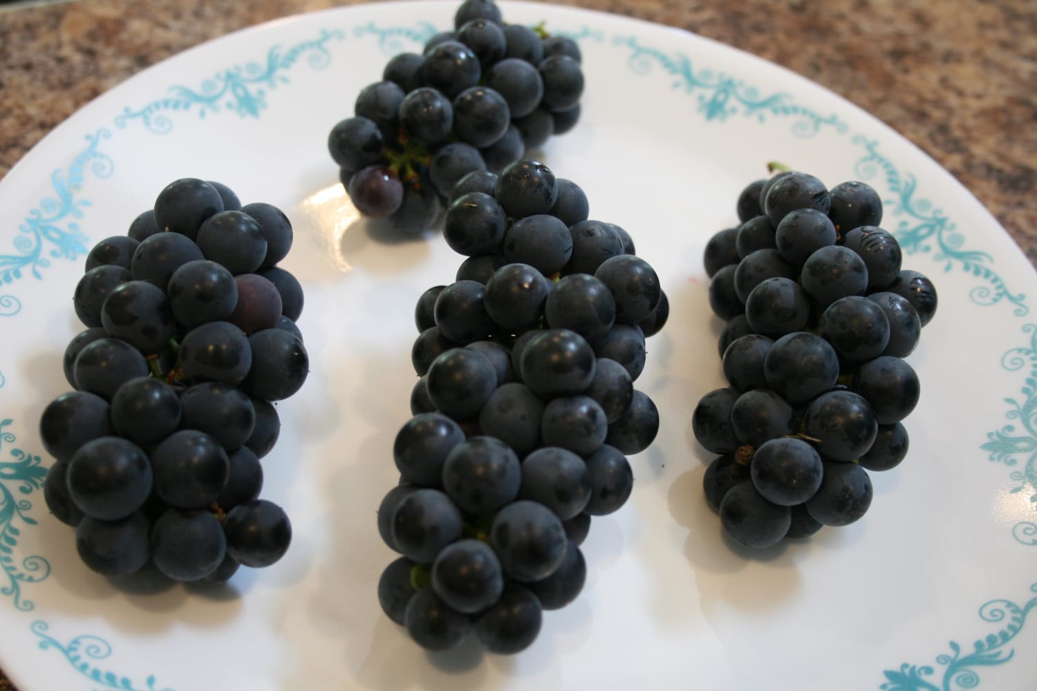 Some of more photogenic bunches from our grape harvest. The kitchen is going to soon smell like grape jelly!