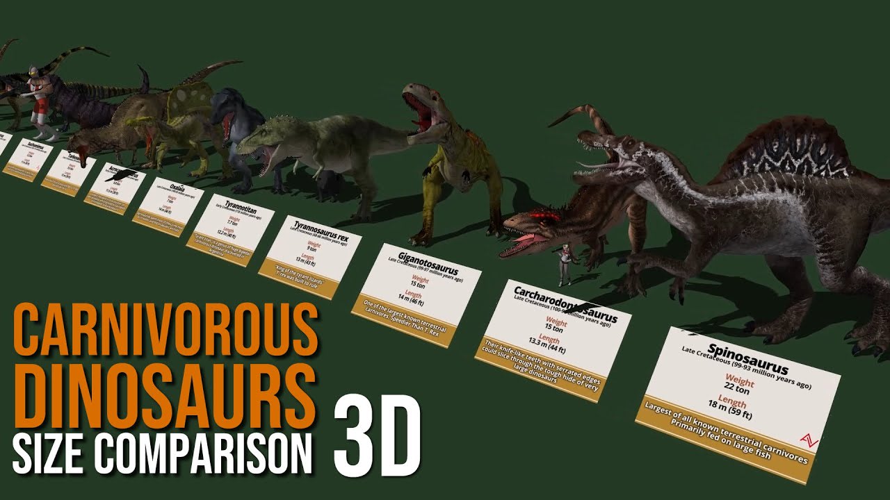 Meat Eating Dinosaur Size Comparison 3D