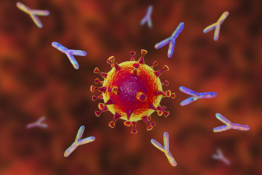 People who survive serious COVID-19 have long-lasting immune responses against SARS-COV-2, according to a new study led by Harvard Medical School researchers at Massachusetts General Hospital