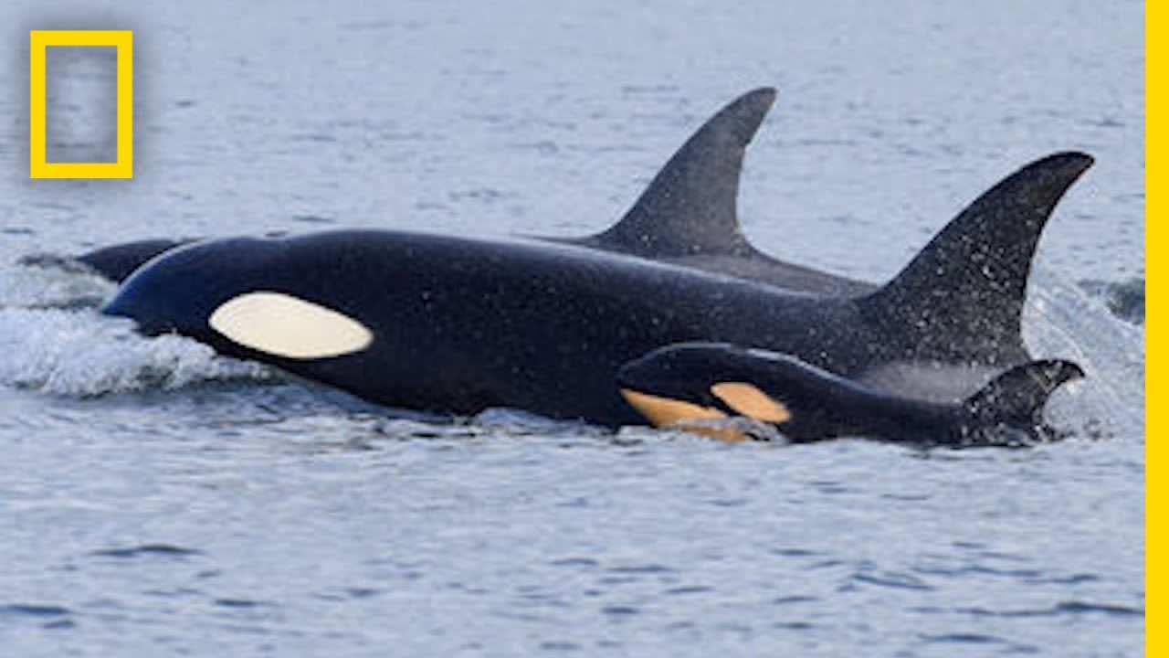 See First Ever Video of an Orca Mother and Son Killing a Calf | National Geographic