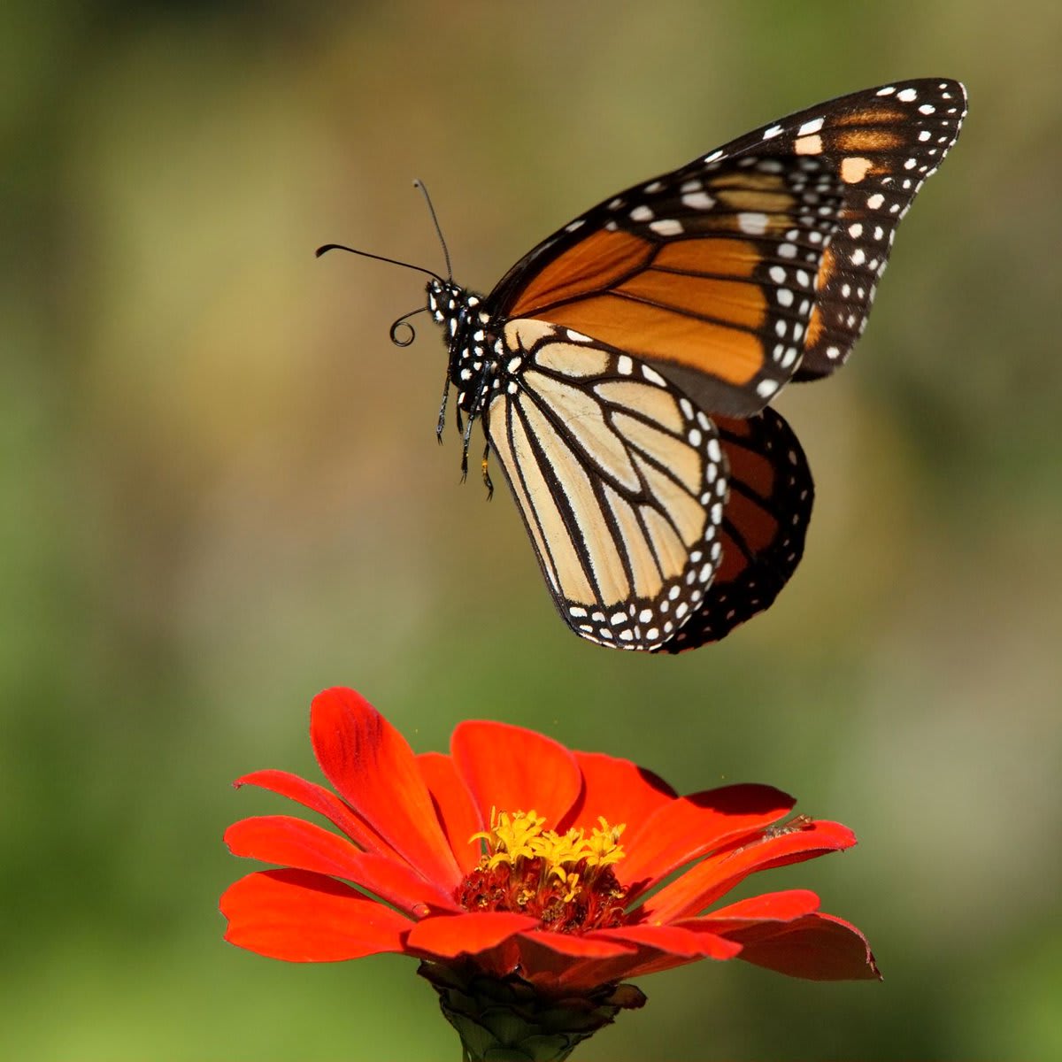 The large and brilliantly-colored monarch butterfly is among the most easily recognizable of the butterfly species. As caterpillars, they feed exclusively on the leaves of milkweed, wildflowers in the genus Asclepias. ✅ NWW KeepItWild Learn more 📲: