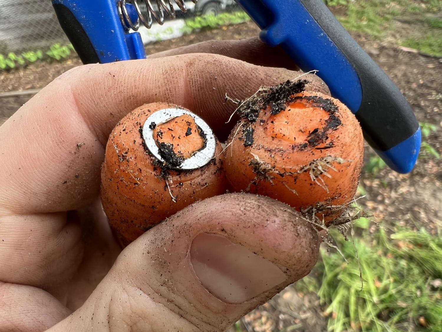 Picked a carrot and it had a funny pinch in it. Looks like it grew through a small washer. The joys of gardening in the backyard of a small city. I swear the amount of junk I find buried in the ground is astonishing. Old walkmans, DVDs, silverware, tons of nuts/bolts/screws/etc.