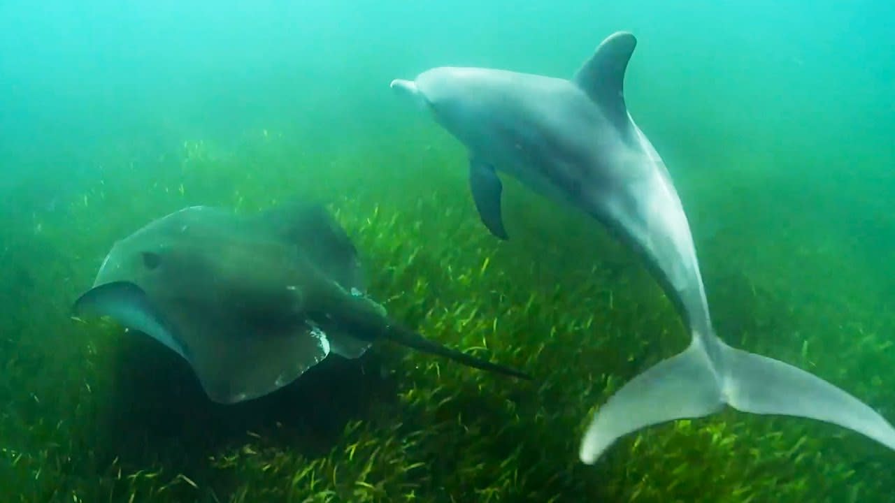 Dolphins Use Sting rays to Hunt Octopus | Ocean Giants | BBC Earth