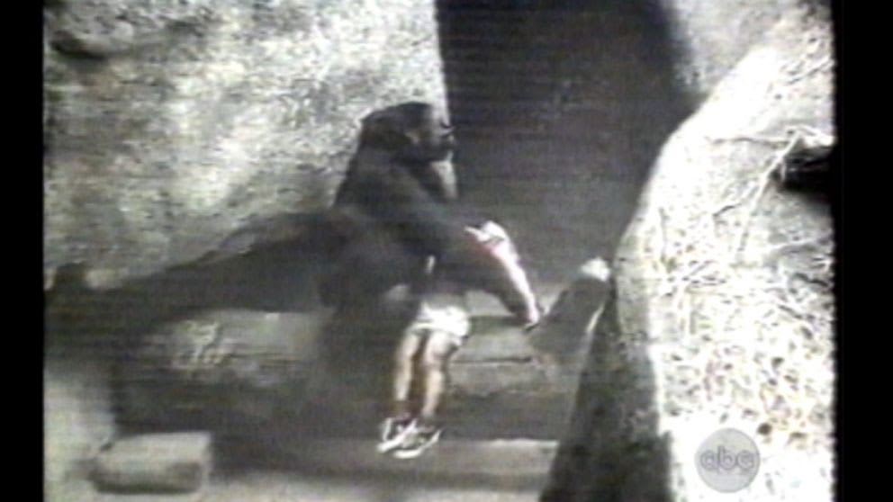 In 1996, at Chicago’s Brookfield Zoo a 3-year-old boy fell into an enclosure that contained gorillas. Expecting the worst to happen, the crowd instead witnessed an incredible act of empathy .Binta-Jua, one of the gorillas, picked the injured child and carried him to the exit where she laid him down.