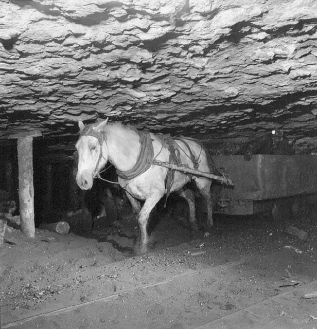 Pit pony and miner in a mine in New Aberdeen, Nova Scotia. 1946.
