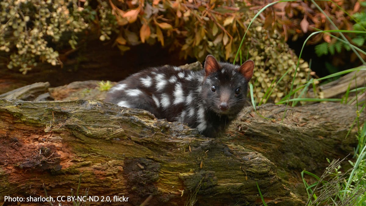 What animal is covered in spots, is about the size of a small cat, & lives in Tasmania? The eastern quoll! This nocturnal critter spends its day sleeping in its nest, which is usually tucked away in a burrow, or within a hollow log. At night, it hunts for prey such as rabbits!
