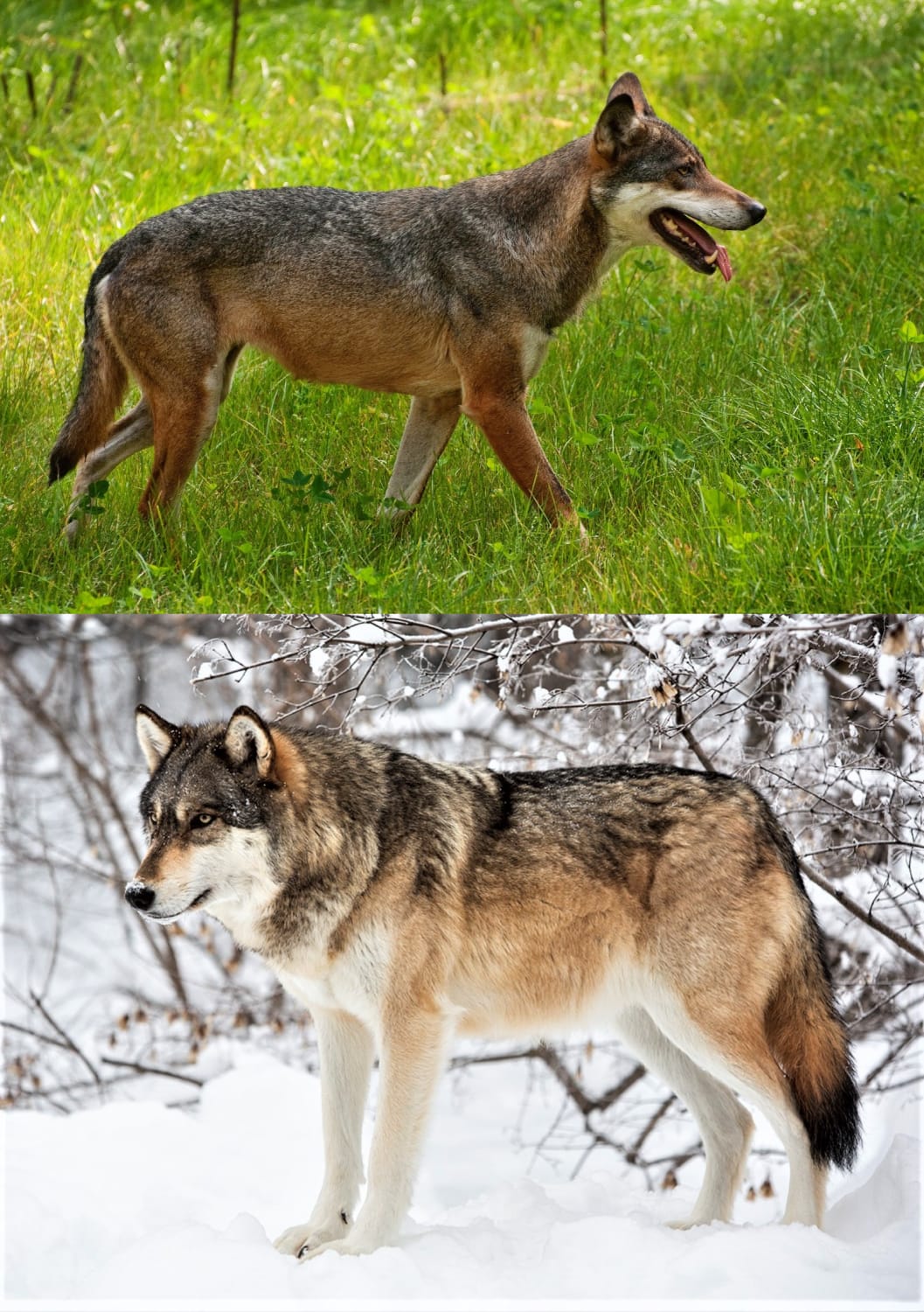 European Wolf Summer coat vs Winter coat