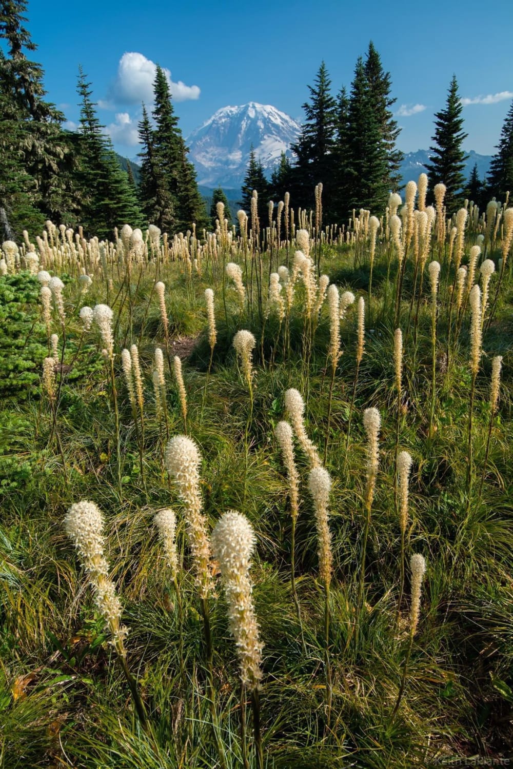 Unreal wildflowers at Mount Rainier National Park, WA