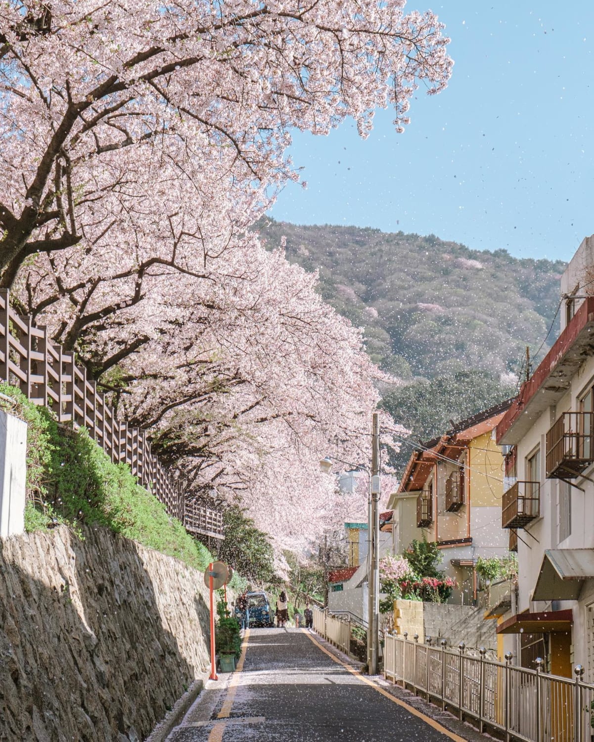 Cherry blossom petals raining over a hillside road in Busan, South Korea.