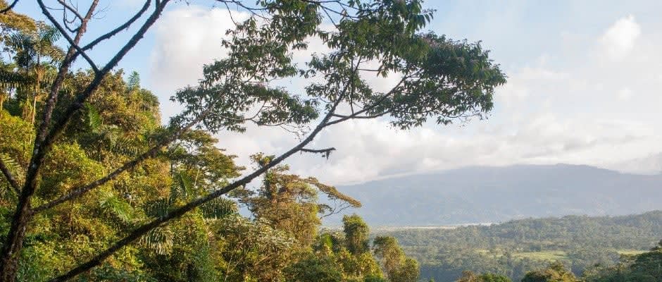 What happens when you dump 30 trucks full of coffee waste on land set aside for reforestation? Well, the forest recovers a heck of a lot faster, according to a study based in Costa Rica.