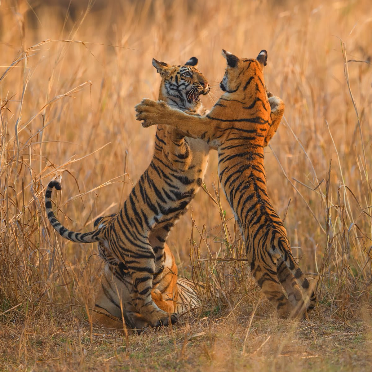 Image by Morten Ross Twinning tiger cubs play in Maharashtra, India.
