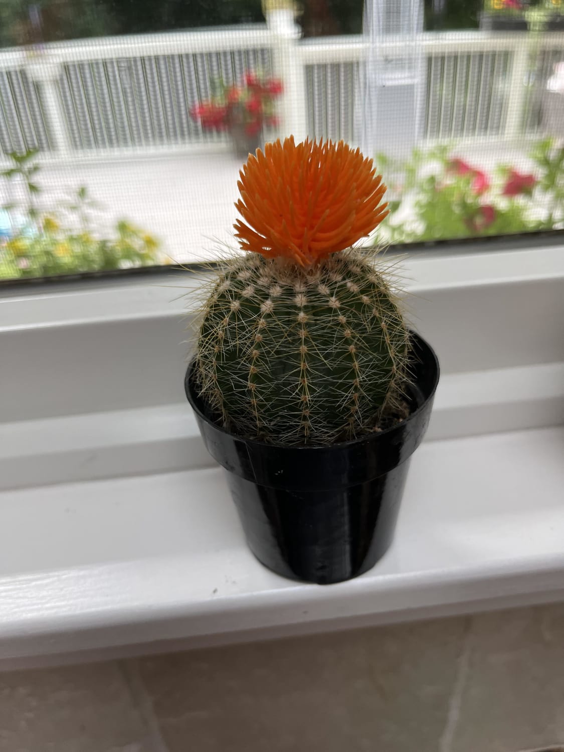 My mom suddenly passed away last week, and this was her mini cactus she had in the kitchen window. I want to keep it alive, but I have no idea how often to water it and if it needs anything else like a specific amount of sunlight or something