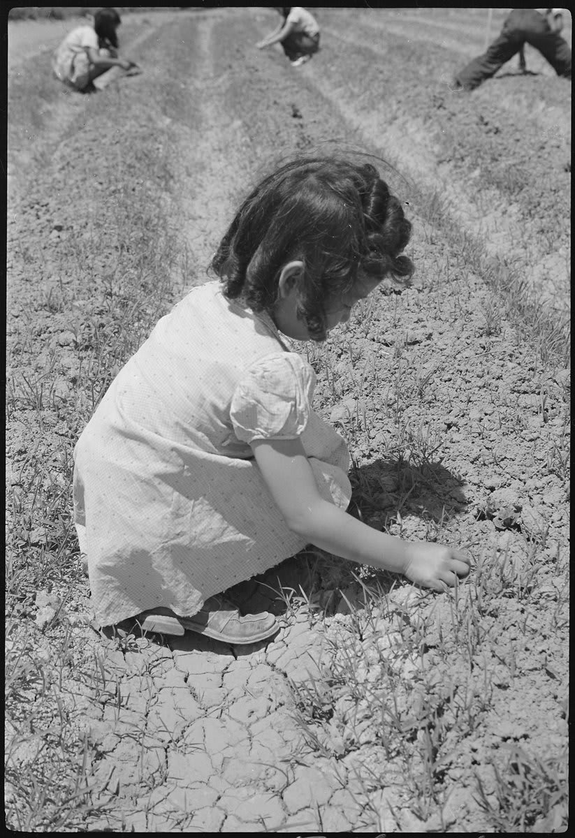 “Granada Relocation Center, Amache, Colorado. Fourth grade girl–Diane Wallace–weeding the school victory garden.” 75 years ago OTD 6/4/1943: