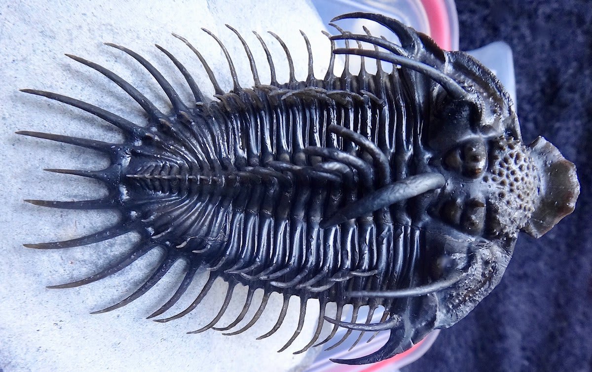 Pictured is a Comura trilobite. When first found in Morocco in the late 1980s, much of its back was still encased in sediment. As preparators carefully chipped away the surrounding rock, they revealed one of the most astonishing-looking Devonian-age species.