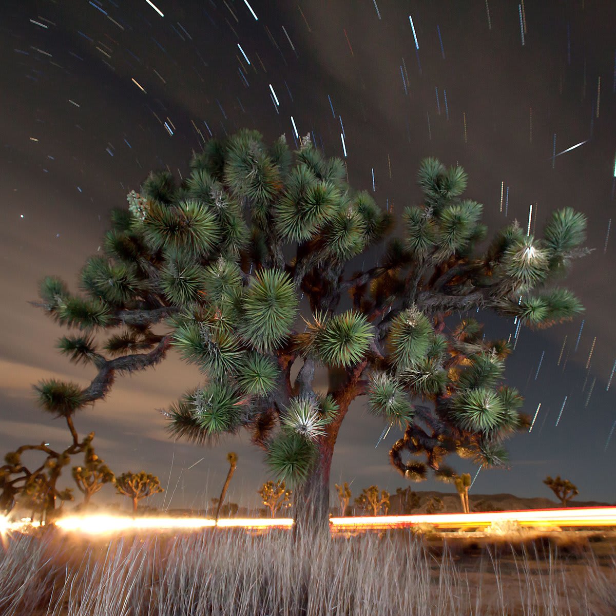 Historic Vote Gives California Joshua Trees Protection as Temporary Endangered Species.