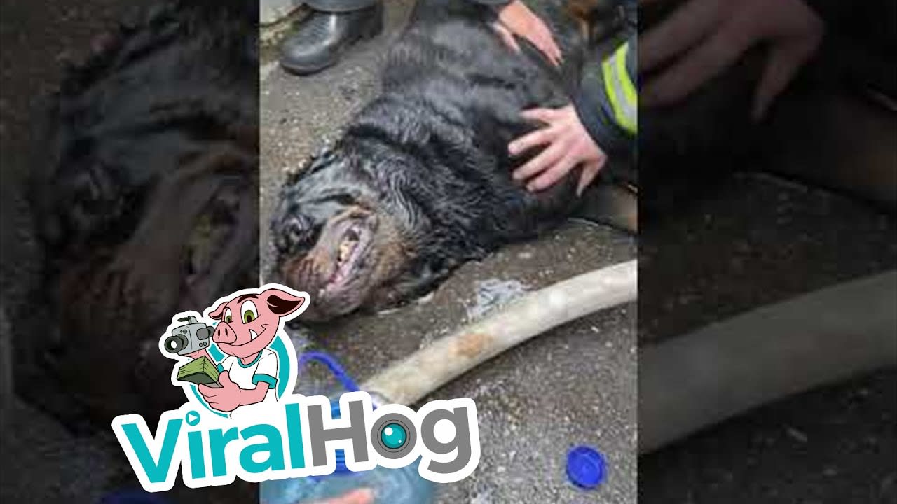 Firefighters Save Pet Rottweiler || ViralHog